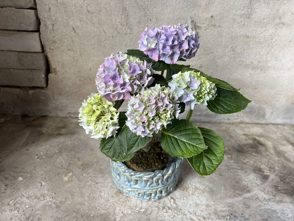 teal pot with braided look with flowers in it.